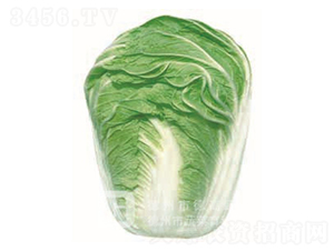 �p����̖-��ײ˷N��-�¸�