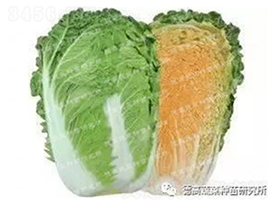 �t��܊298-��ײ˷N��-�¸�