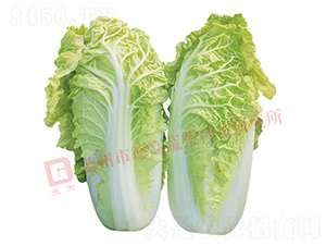 �¸�1443-��ײ˷N��-�¸�