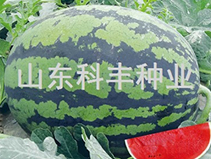 �����̖-���ϷN��-���S�N�I(y��)