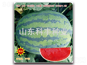 ������̖-���ϷN��-���S�N�I(y��)