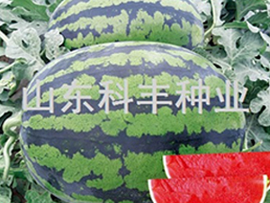 ��������-���ϷN��-���S�N�I(y��)