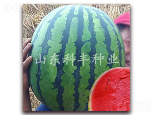 ɽ������һ̖-���ϷN��-���S�N�I(y��)