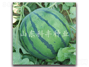 ��������-���ϷN��-���S�N�I(y��)