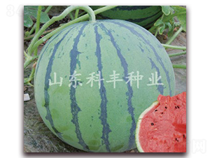 ����8424-���ϷN��-���S�N�I(y��)