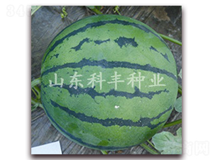 ɽ������-���ϷN��-���S�N�I(y��)