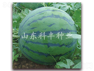 ɽ�Ƽt��-���ϷN��-���S�N�I(y��)