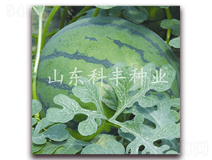 ɽ������-���ϷN��-���S�N�I(y��)