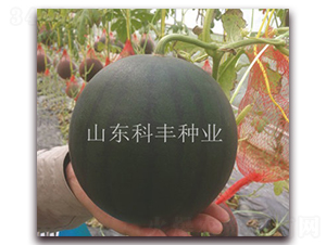 �ی�200-���ϷN��-���S�N�I(y��)