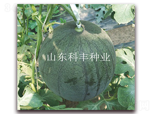 �ی�160-���ϷN��-���S�N�I(y��)