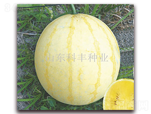 ���S-���ϷN��-���S�N�I(y��)