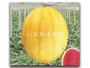 ��t-���ϷN��-���S�N�I(y��)