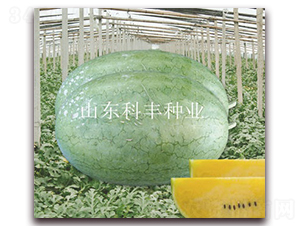 �S���-���ϷN��-���S�N�I(y��)