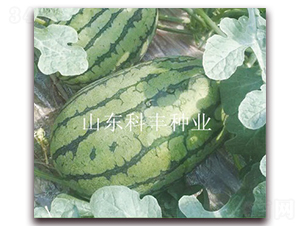 �t����260-���ϷN��-���S�N�I(y��)