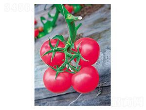 ����29-���ѷN��-�Έ@����