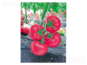 ����28-���ѷN��-�Έ@����