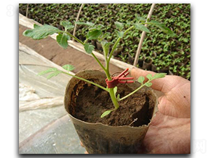 ������ľһ̖��JZM-1��-���ѷN��