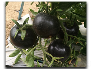 �����Ԫ��-���ѷN��