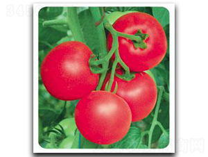 ����1605-���ѷN��