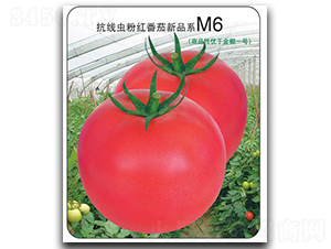 ����M6-���ѷN��