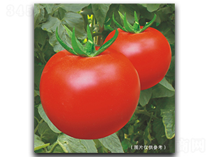 ��TY��M215��-���ѷN��