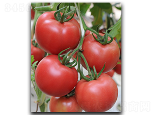 ������ʢ-���ѷN��