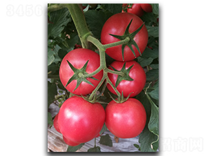 ����ʥ�ȁ�04-���ѷN��