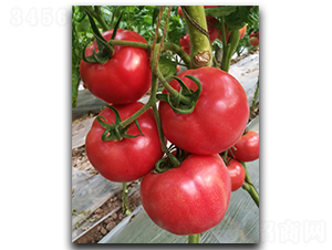 ����1729-���ѷN��