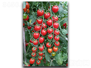 ����t��132-���ѷN��