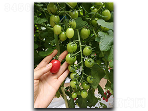 ����75̖-���ѷN��