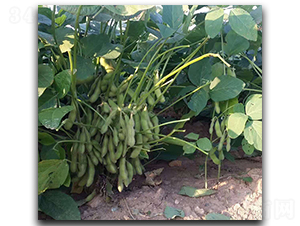 ��G��-ë���N��-ï�A�N�I(y��)