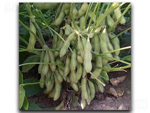 ���S��-ë���N��-ï�A�N�I(y��)