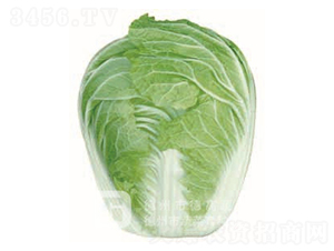 �İ�1̖-��ײ˷N��-�¸�