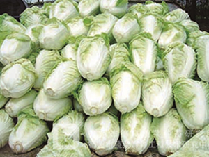 �¸�16-��ײ˷N��-�¸�