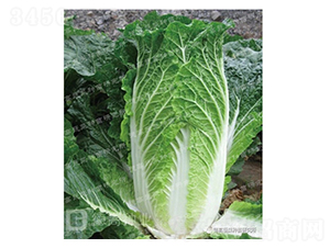 ��140-��ײ˷N��-�¸�