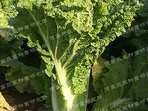 ���O��3̖-��ײ˷N��-�¸�