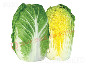 17L723-��ײ˷N��-�¸�