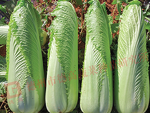 ��ѿ�B��-����-��ײ˷N��-�¸�