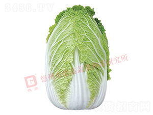 �����[���ײ�-CR141-��ײ˷N��-�¸�