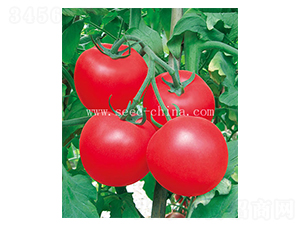 ������-���ѷN��-���·N�I(y��)