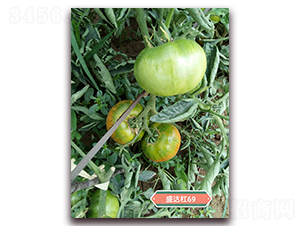 ʢ�_��69-���ѷN��-�Aʢ�_