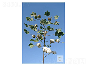 �����75̖-�޻��N��-��ʥ�̷N�I(y��)