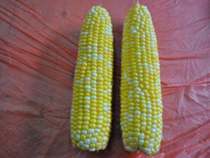 ��������̖-��Ŵ���׷N��-�����S��