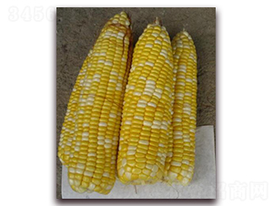 ������һ̖-��Ŵ���׷N��-�����S��