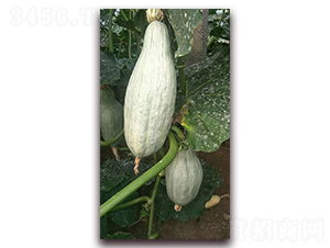 �F���Ϲ�-�ϹϷN��-�����S��