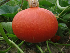 �t���̖(h��o)-�ϹϷN��-�����S��