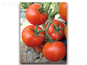 ����-���ѷN��-�����S��