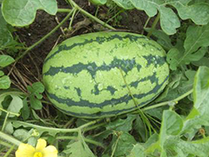 �S��G��-���ϷN��-�����S��