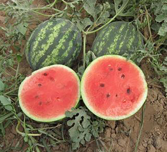 �A��-���ϷN��-�����S��