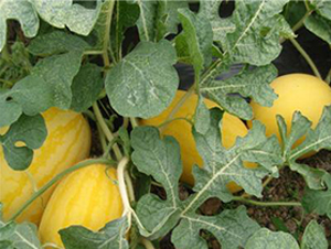 ������-��ϷN��-�����S��